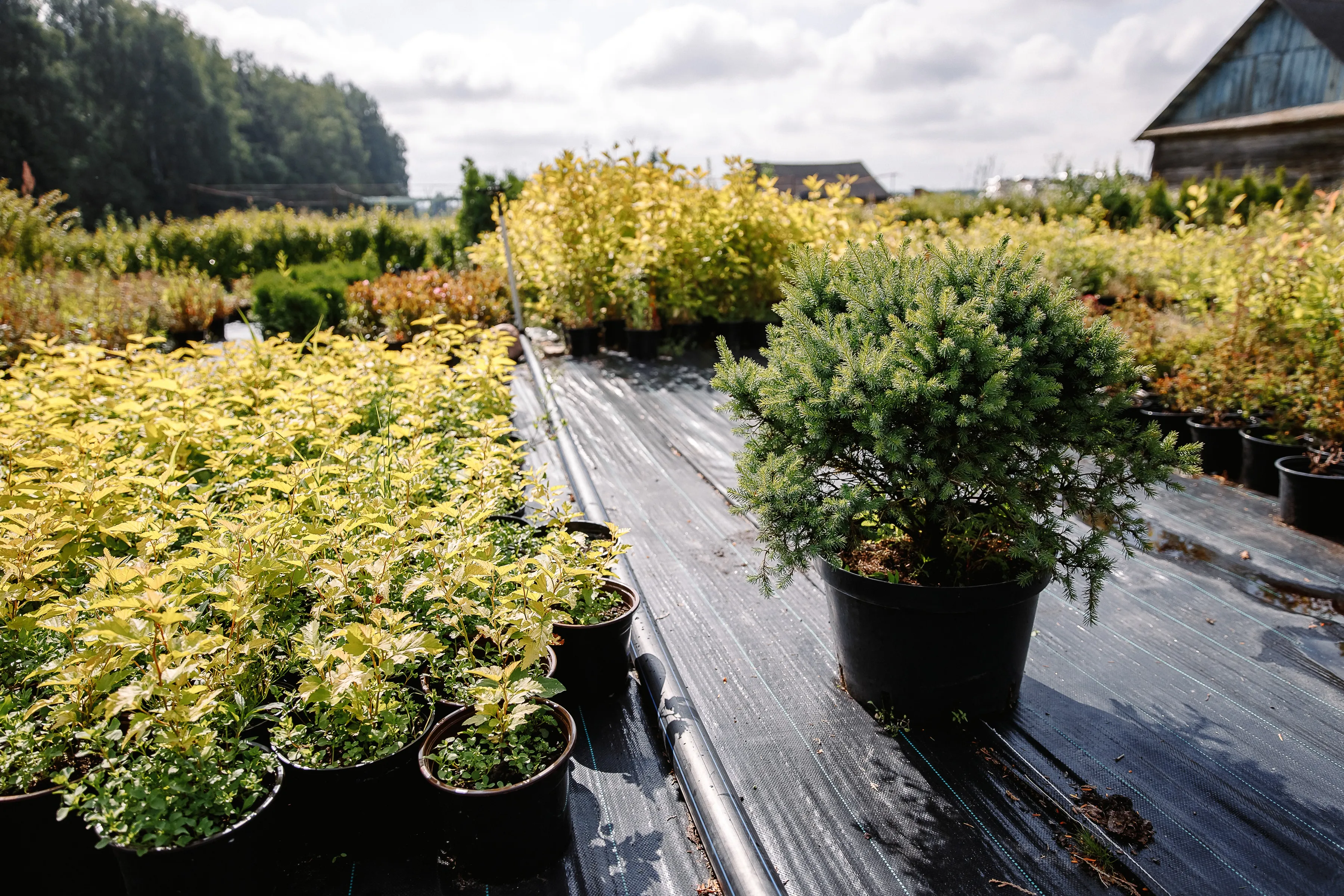 Ель ситхинская Нана