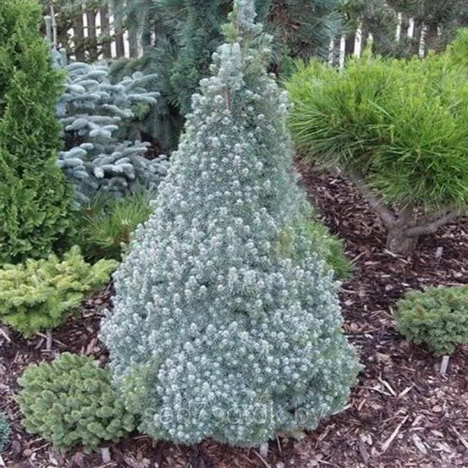 Ель канадская Сандерс Блю 