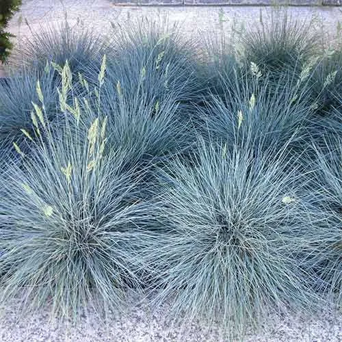 Овсянница Айс блю