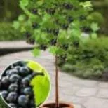 Смородина черная на штамбе 