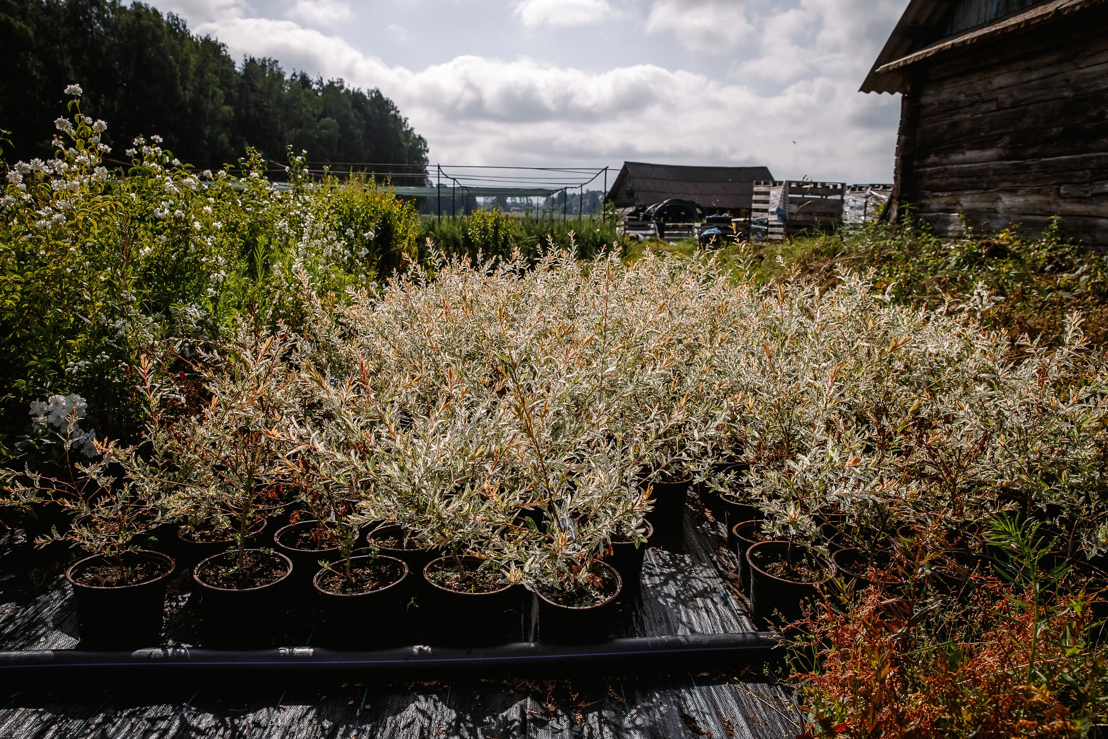 Ива Хакура-нишики