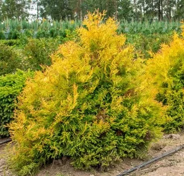 Рейнгольд туя западная