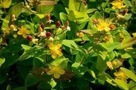 Зверобой непахучий Экселент Флайр