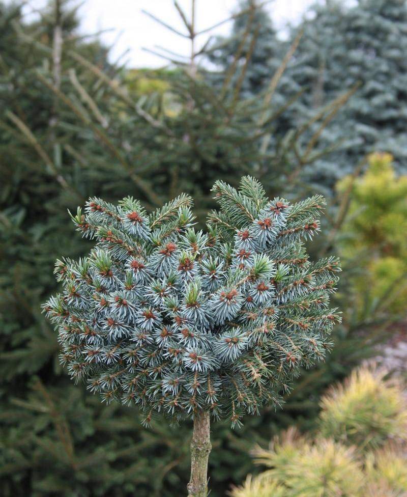 Ель сербская Алесандра на штамбе