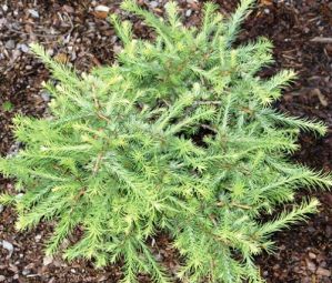 Лиственница американская "Hartwig Pine" (Larix lariciana "Hartwig Pine"Хартвиг Пин