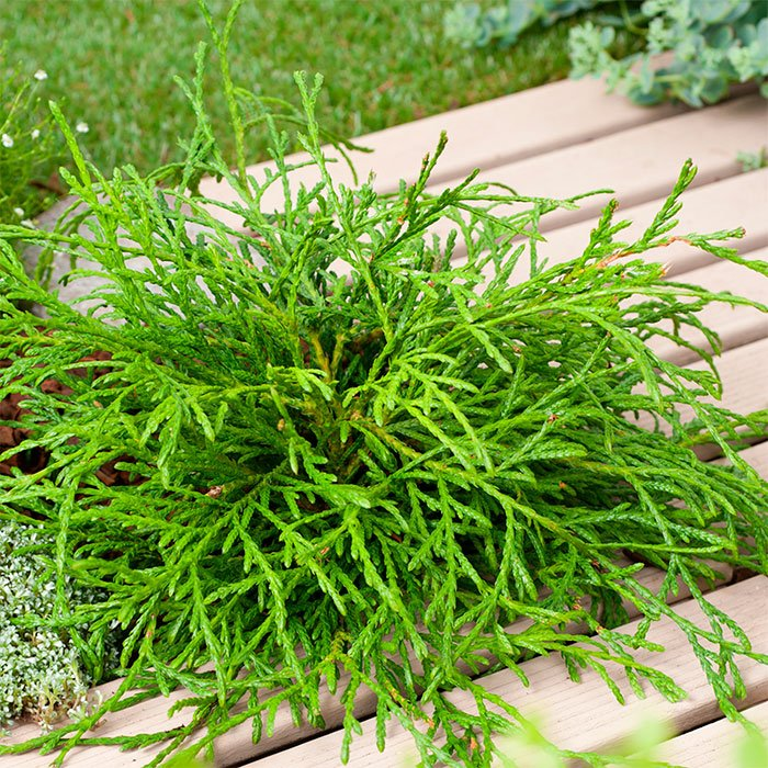 Туя складчатая Кагерс Бьютти