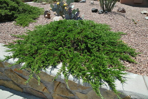 Juniperus sabina "Tamariscifolia" Можжевельник казацкий тамарисцифоллио