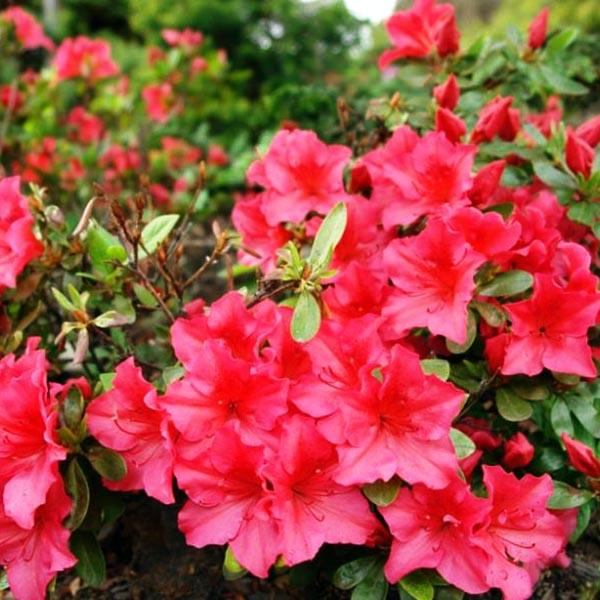 Азалия  японская  Мария   дебри