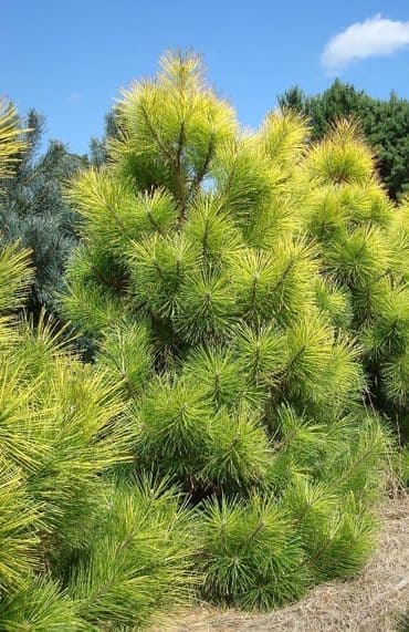 Сосна черная Голдфингер