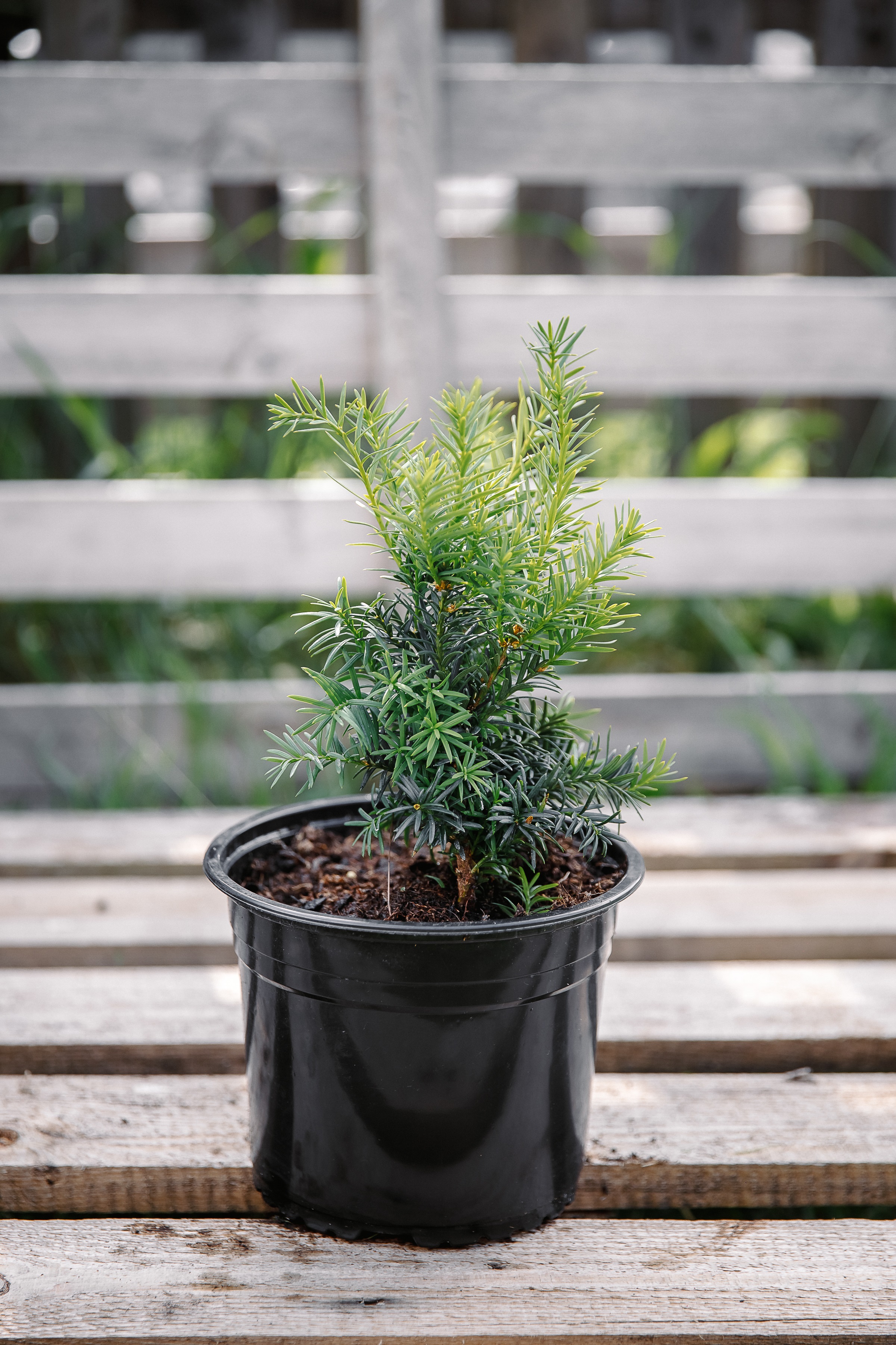 Тис средний Хилли