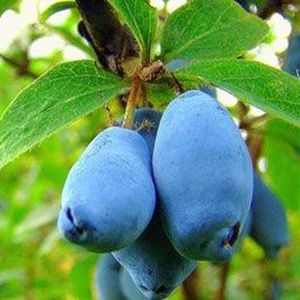 Жимолость Гжелка