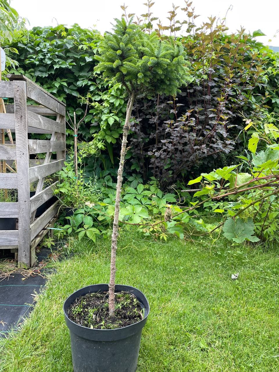 Ель сербская Алесандра на штамбе