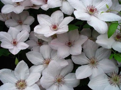 Клематис