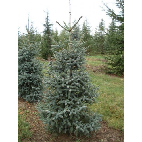 Пихта Испанская