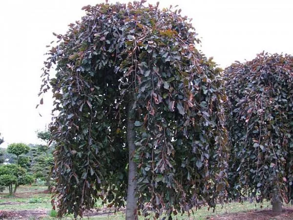 Бук пурпуреа Пендула