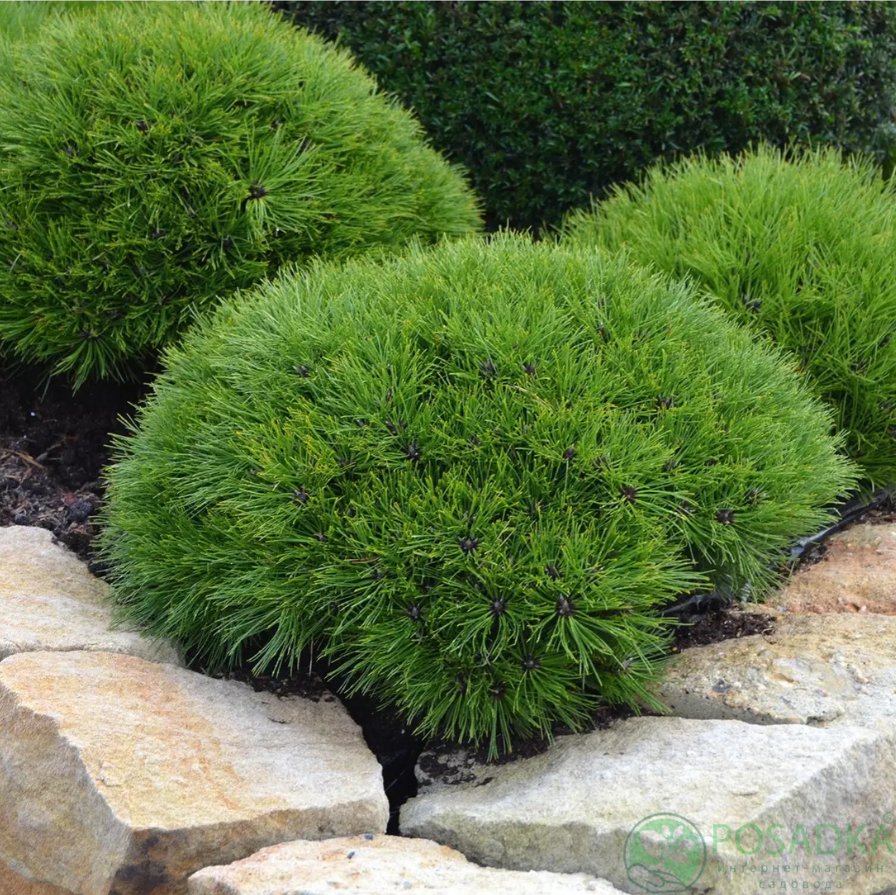 Сосна Мария Брегон