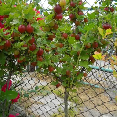 Бесшипый  крыжовник на  штамбе купить