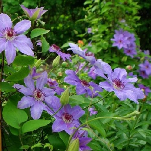 Клематис