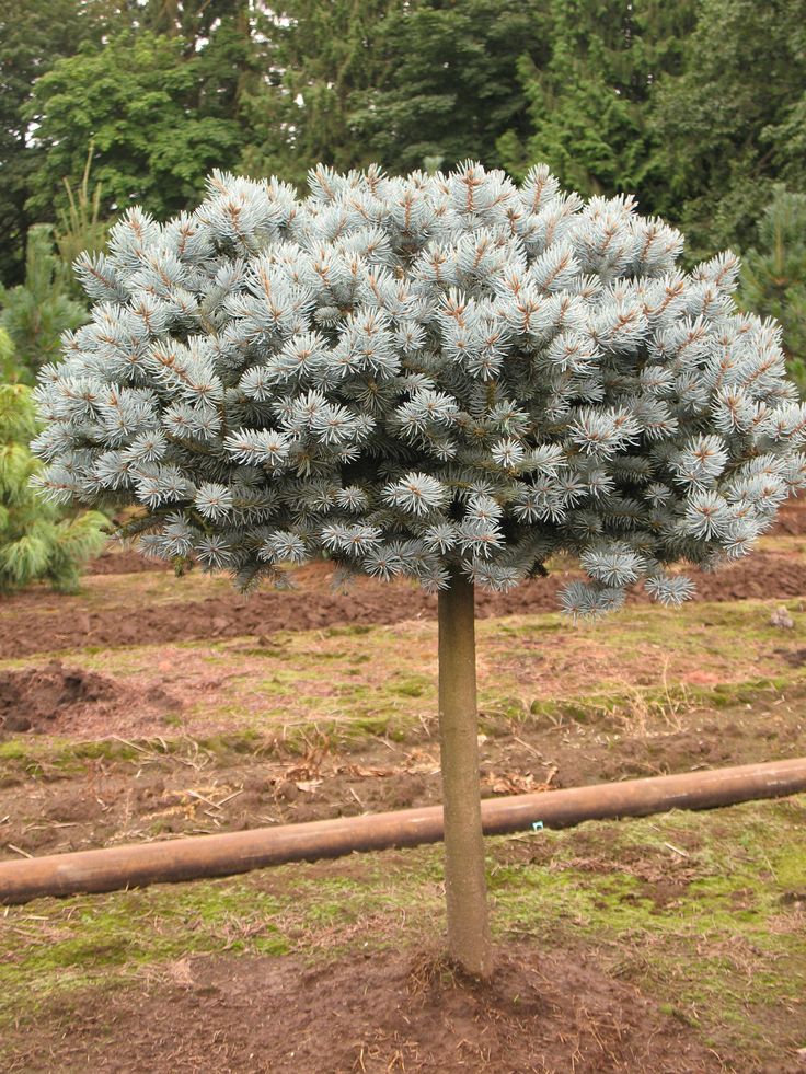 Ель Брунек на штамбе