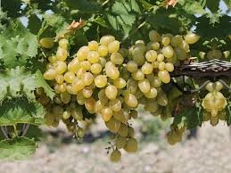 Виноград A1704 кишмиш