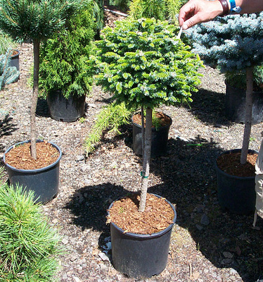 Ель сербская Алесандра на штамбе