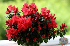 Азалия  японская Хино Кримсон