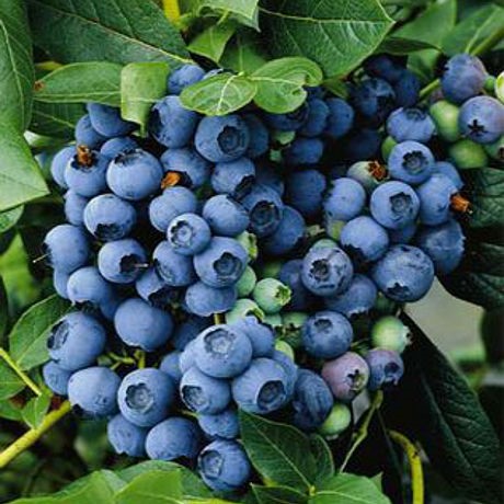 Голубика высокорослая Блюкроп