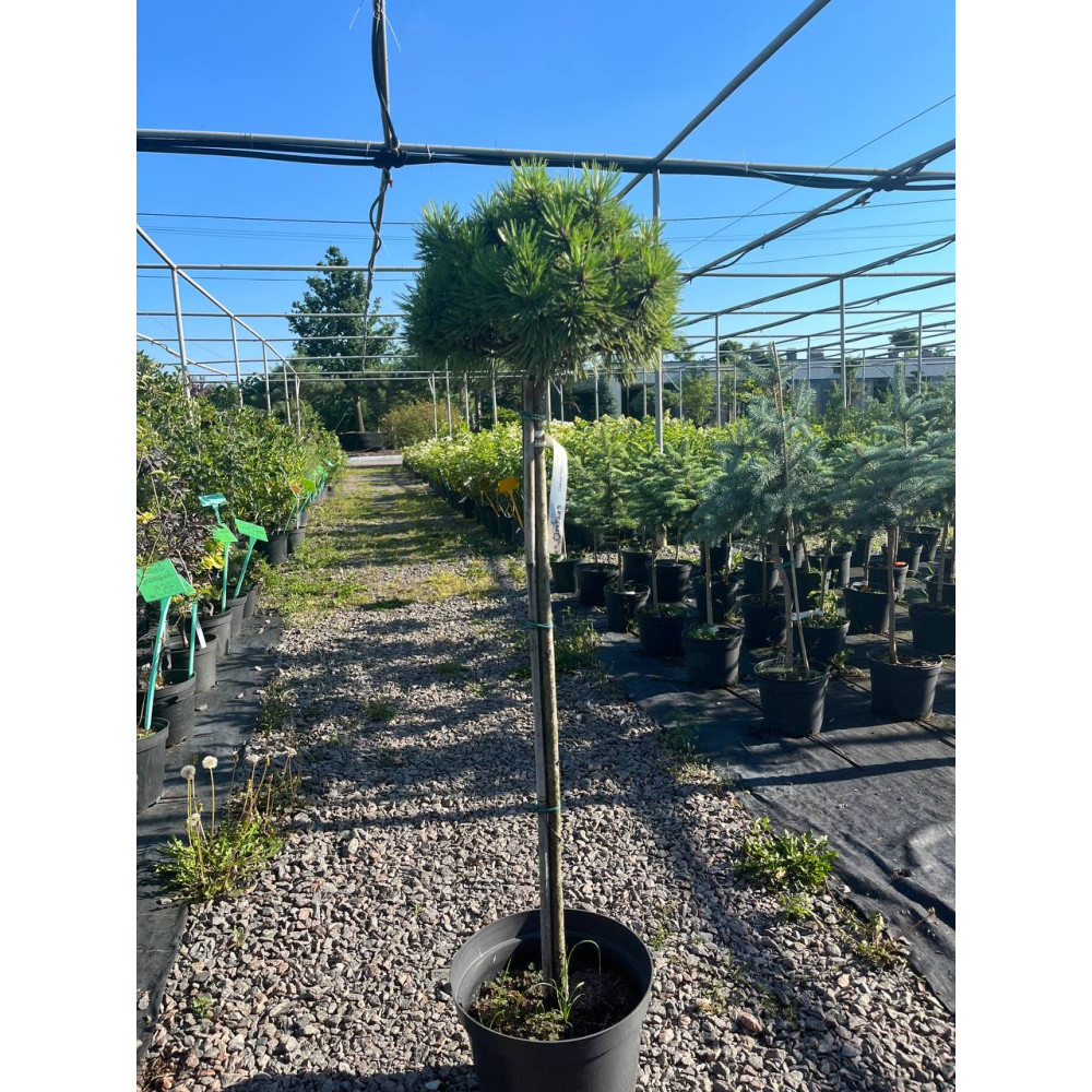 Сосна чёрная Себененсис Нана на штамбе 