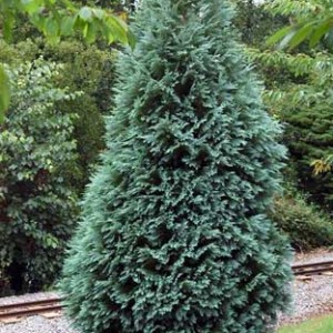 Кипарисовик лавсона Алюми