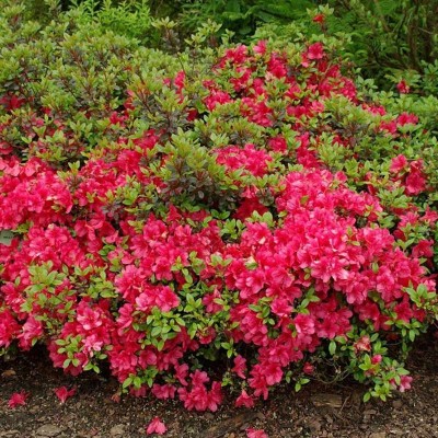 Азалия  японская  Мария   дебри