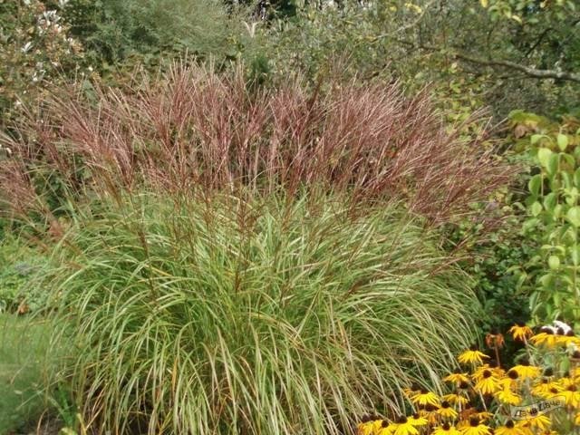 МИСКАНТУС КРАТЕР