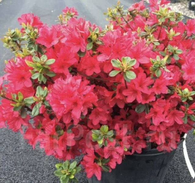 Азалия  японская Хино Кримсон