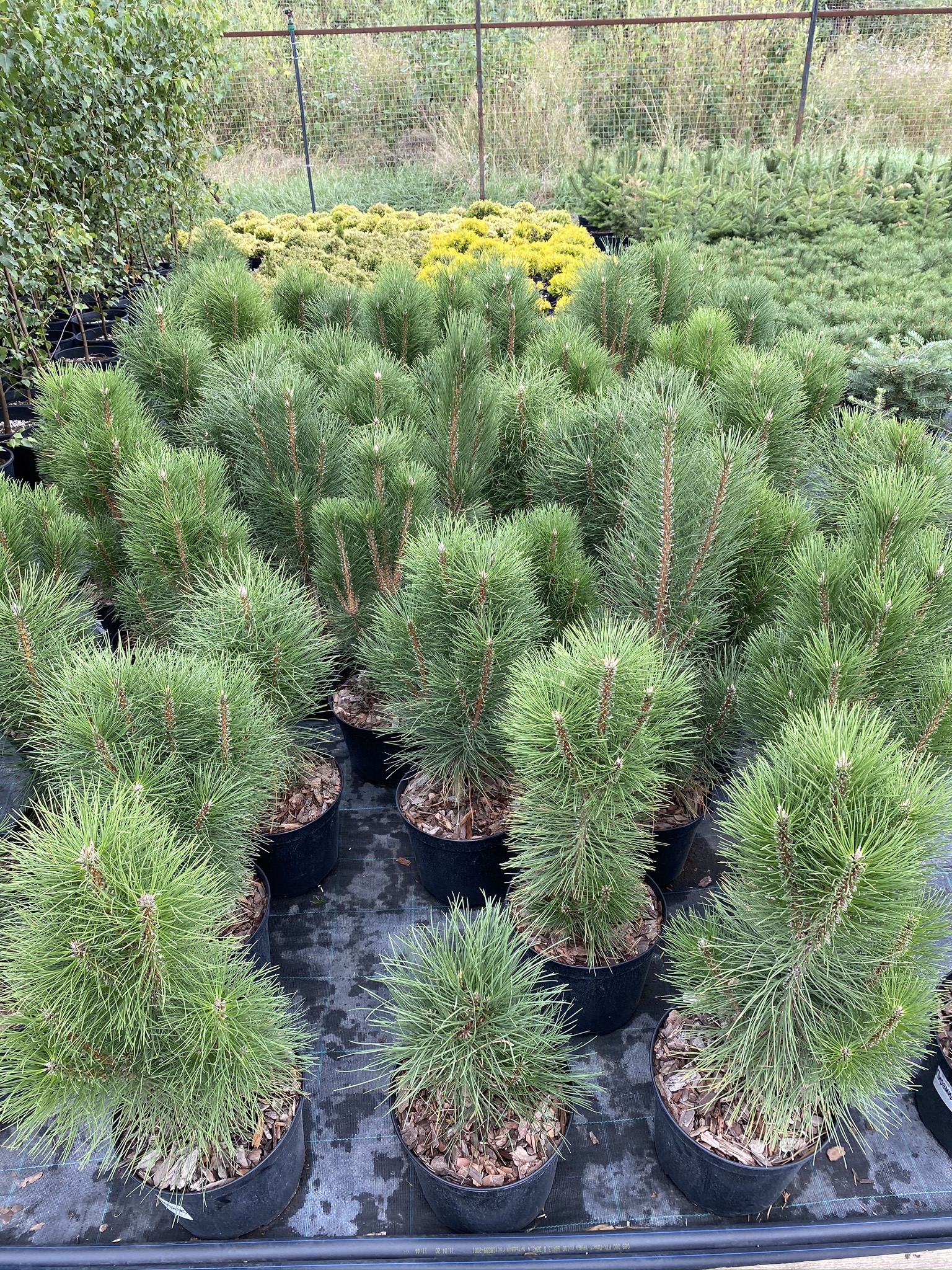 Сосна черная Пирамидалис