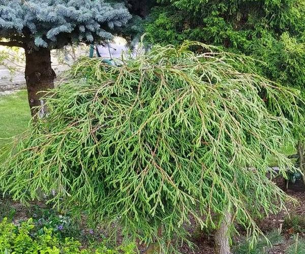 Туя складчатая Кагерс Бьютти