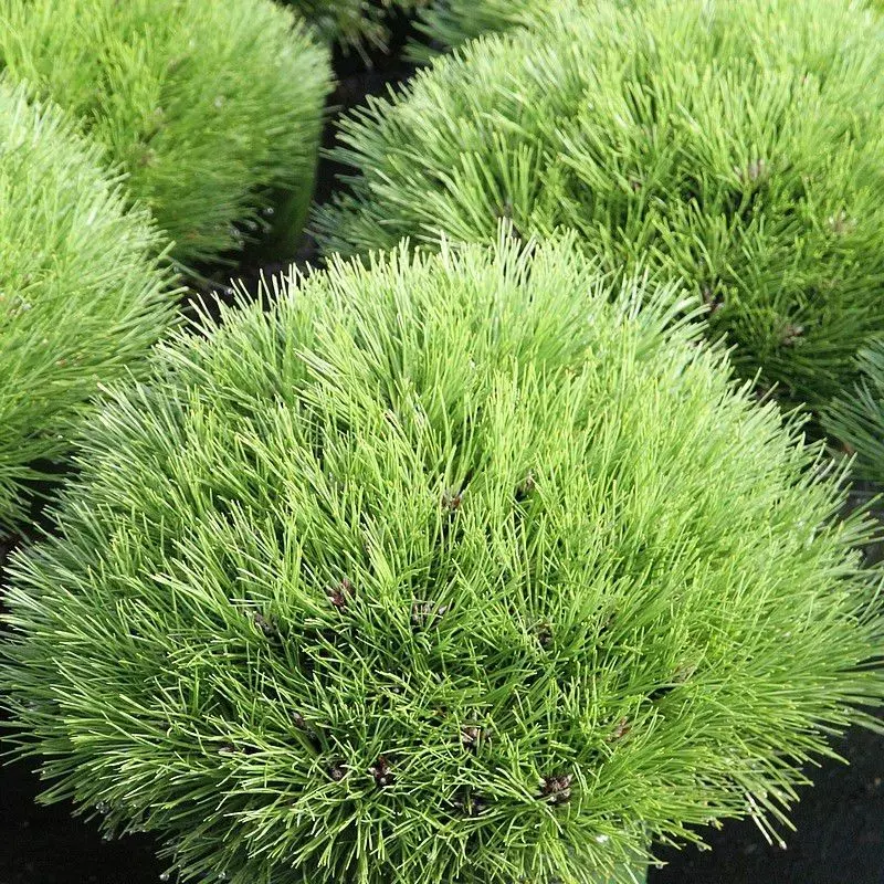 Сосна Мария Брегон