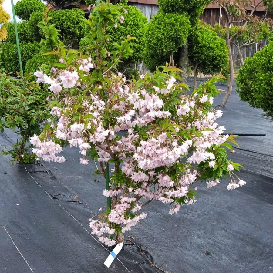 Вишня желестая cerasus glandulosa oshidorii